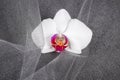 Close up of a White Orchid Flower Royalty Free Stock Photo