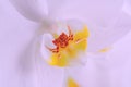 Close up of white orchid flower. Royalty Free Stock Photo