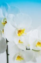 Close up of white orchid flower. Royalty Free Stock Photo