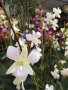 Close-up white orchid flowers with the background of purple and white orchid flowers