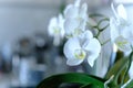 Close-up white orchid on kitchen table in morning sunlight with soft background, selective focus Royalty Free Stock Photo