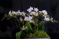 Close up of a white orchid in a moss covered bowl. Royalty Free Stock Photo