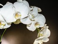 Close up of white orchid spray of blossoms on a solid black background with yellow and purple throat Royalty Free Stock Photo