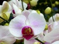 Close up of white orchids Royalty Free Stock Photo