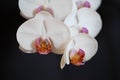 Close up of White Orchids on Dark Background