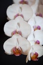 Close up of White Orchids on Dark Background Royalty Free Stock Photo