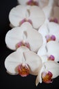 Close up of White Orchids on Dark Background