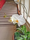 Close up white orchids flower on a pot as interior design Royalty Free Stock Photo