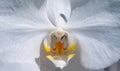 Close-up of white orchids Royalty Free Stock Photo