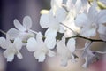 Close-up of white orchids on light background