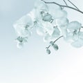 Close-up of white orchids on light background