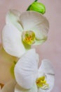 Close-up of white orchids phalaenopsis against dark background Royalty Free Stock Photo
