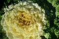 Close up of white ornamental cabbage covered with water droplets with green leaves on the edge Royalty Free Stock Photo