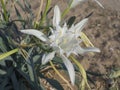 Close up of an white Pancratium maritimum flower also known as sea daffodil or sand lily, from the Amaryllidaceae family