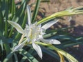 Close up of an white Pancratium maritimum flower also known as sea daffodil or sand lily, from the Amaryllidaceae family .On the s Royalty Free Stock Photo