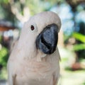 Close-up white parrot at Bali Birds Park.