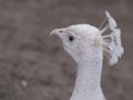 Close up of a White peacock Royalty Free Stock Photo