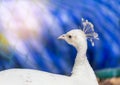 Close up white peacock in cage Royalty Free Stock Photo