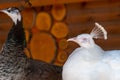 Close-up of the white peacock with closed eyes, indian white peafowl chirps, wild nature