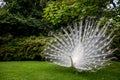 Close up white peacock showing beautiful feathers Royalty Free Stock Photo