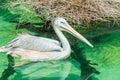 Close-up of a white pelican bird swimming