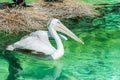 Close-up of a white pelican bird swimming