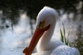 Close up of a white pelican