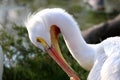 Close up of a white pelican