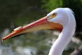 Close up of a white pelican