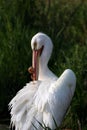 Close up of a white pelican