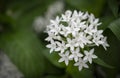 Close-up of white Pentas lanceolata bouquet, Egyptian star cluster.