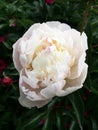 Close-up of white peony flower on a garden background with green leaves and red blossoms