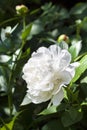 Close-up of white peony Royalty Free Stock Photo