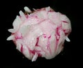 Close-up of a white peony, still closed as a bud. The peony is covered with drops of water. The flower is against a dark Royalty Free Stock Photo