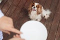 Close up of white pet plate with cropped human hands. Feeding and training of smart dog Cavalier King Charles spaniel