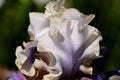 Close-up of white petal of a flower Bearded Iris, Wabash grade Royalty Free Stock Photo