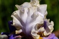 Close-up of white petal of a flower Bearded Iris, Wabash grade Royalty Free Stock Photo