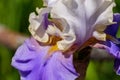 Close-up of white petal of a flower Bearded Iris, Wabash grade Royalty Free Stock Photo