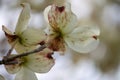 Close-up of white petals on a flowering dogwood tree showing spotted red and brown signs of spot anthracnose Royalty Free Stock Photo