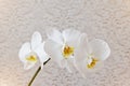 Close up white phalaenopsis flowers orchid on texture background Royalty Free Stock Photo
