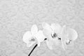 Close up white phalaenopsis flowers orchid on texture background Royalty Free Stock Photo
