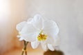 Close up white phalaenopsis flowers orchid on vanile texture background Royalty Free Stock Photo