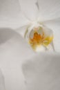 Close-up white Phalaenopsis or Moth dendrobium Orchid flowe Royalty Free Stock Photo
