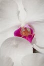 Close-up white Phalaenopsis or Moth dendrobium Orchid flower Royalty Free Stock Photo