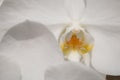 Close-up white Phalaenopsis or Moth dendrobium Orchid flower in tropical garden Royalty Free Stock Photo