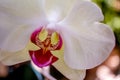 Three white phalaenopsis orchids in the garden. Royalty Free Stock Photo