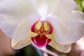 Three white phalaenopsis orchids in the garden. Royalty Free Stock Photo