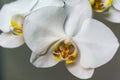 Close-up of white phalaenopsis orchid flower branch. Flower known as the Moth Orchid or Phal Royalty Free Stock Photo