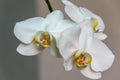 Close-up of white phalaenopsis orchid flower branch. Flower known as the Moth Orchid or Phal on the light grey Royalty Free Stock Photo