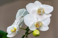 Close-up of white phalaenopsis orchid flower branch. Flower known as the Moth Orchid or Phal on the light grey brown bokeh backgro Royalty Free Stock Photo